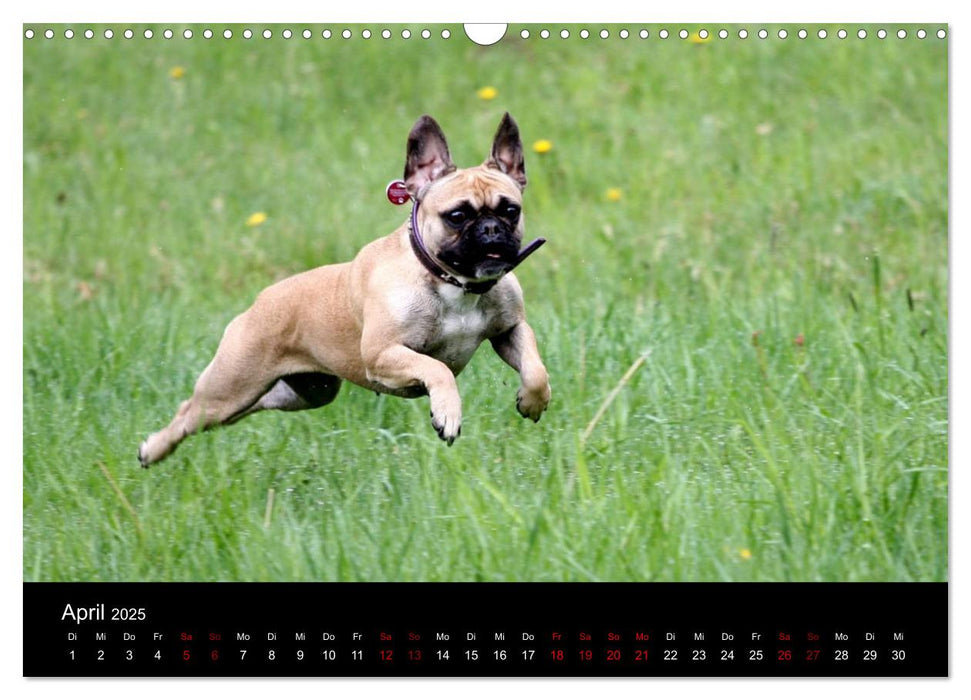 Französische Bulldoggen - Schutzengel auf 4 Pfoten (CALVENDO Wandkalender 2025)