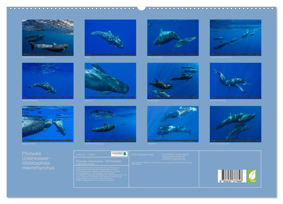 Pilotwale Unterwasser - Globicephala macrorhynchus (CALVENDO Premium Wandkalender 2025)