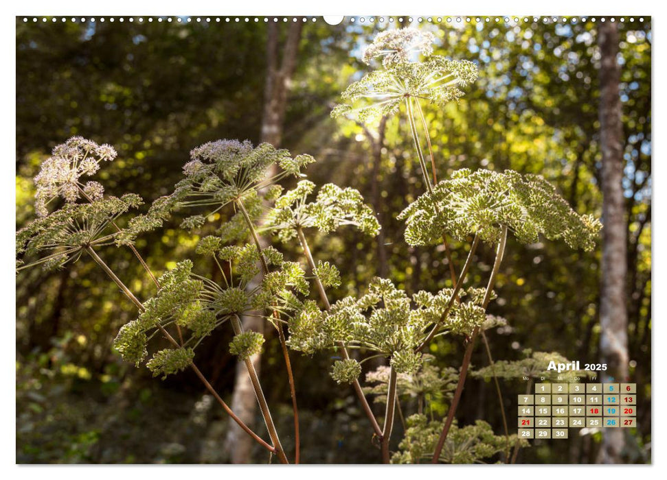 Bovec. Berge - Wälder - Bäche (CALVENDO Wandkalender 2025)