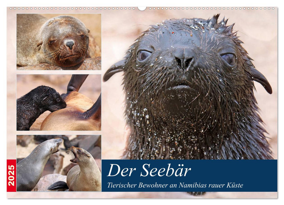 Der Seebär 2025 (CALVENDO Wandkalender 2025)