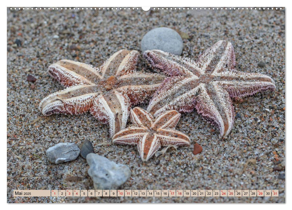 Timmendorfer Strand - Urlaubsparadies an der Ostsee (CALVENDO Wandkalender 2025)