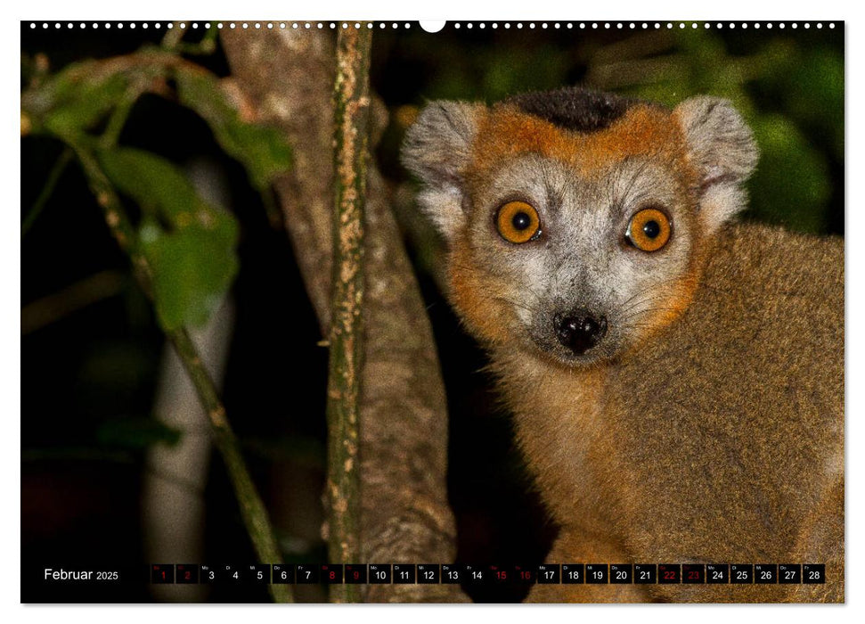 Lemuren Portraits (CALVENDO Premium Wandkalender 2025)