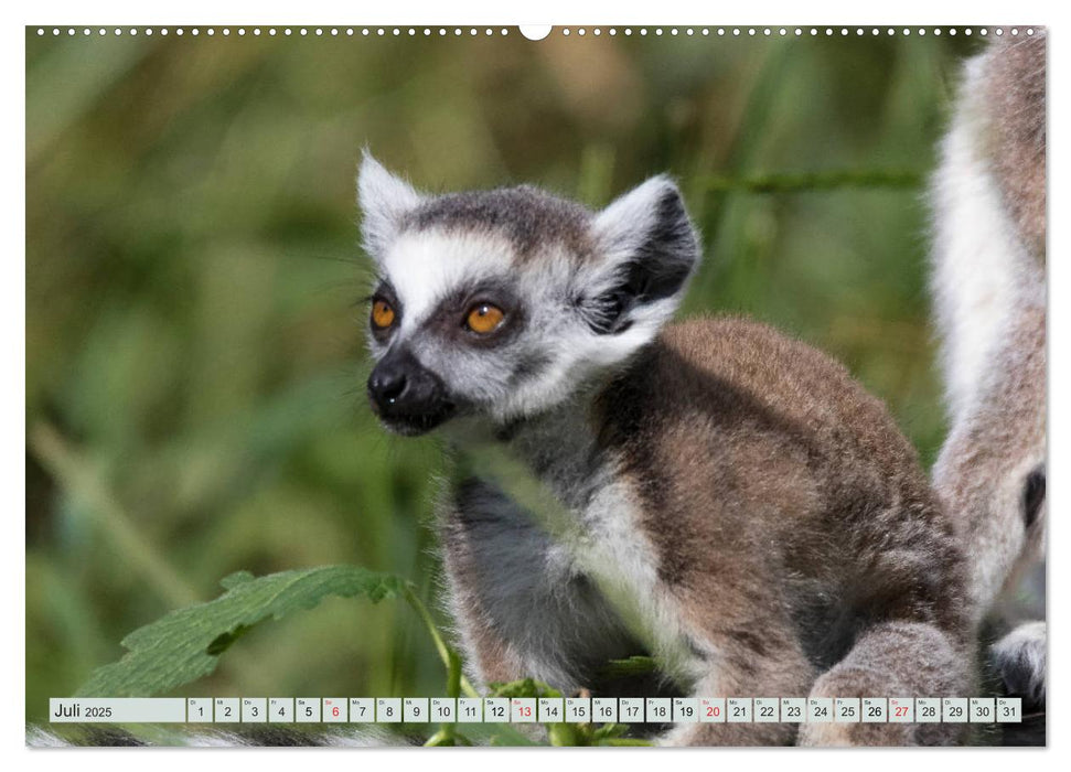 Makis ganz süss (CALVENDO Premium Wandkalender 2025)