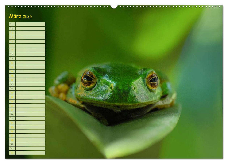 Vorsicht: Froschkönig (CALVENDO Premium Wandkalender 2025)