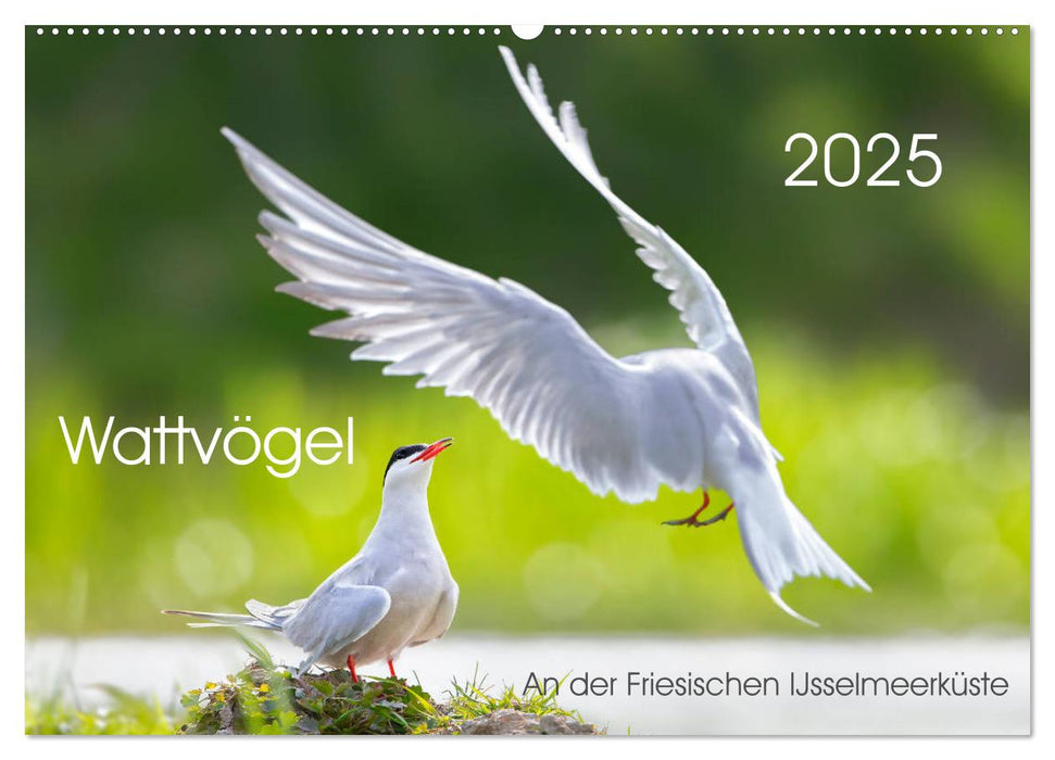 Wattvögel an der Friesischen IJsselmeerküste (CALVENDO Wandkalender 2025)