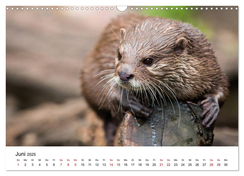 Otter - Jäger an Flüssen und Seen (CALVENDO Wandkalender 2025)