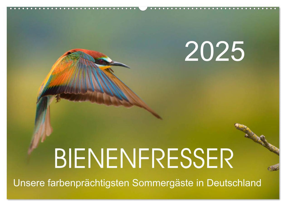 Bienenfresser, unsere farbenprächtigsten Sommergäste in Deutschland (CALVENDO Wandkalender 2025)