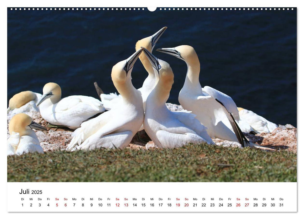 Deutsche Hochseeinsel Helgoland (CALVENDO Premium Wandkalender 2025)