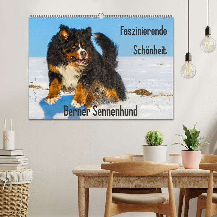 Faszinierende Schönheit Berner Sennenhund (CALVENDO Wandkalender 2025)