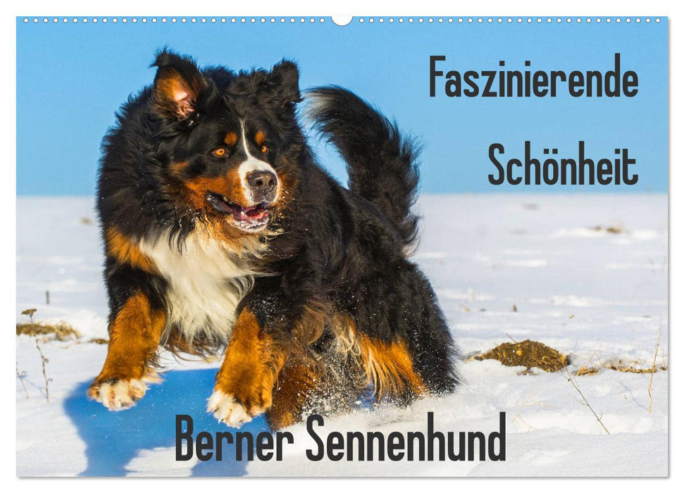 Faszinierende Schönheit Berner Sennenhund (CALVENDO Wandkalender 2025)