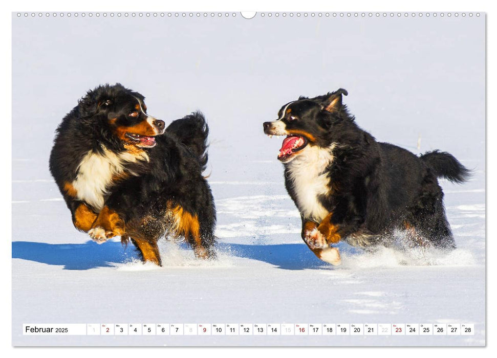 Faszinierende Schönheit Berner Sennenhund (CALVENDO Wandkalender 2025)