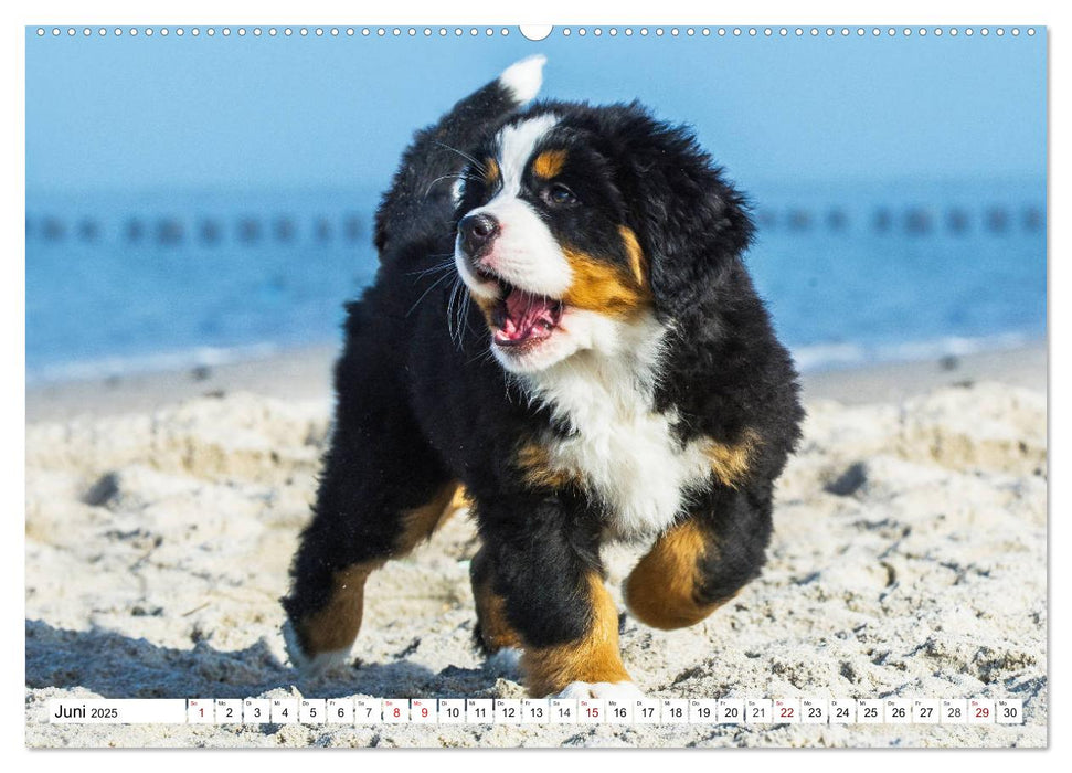 Faszinierende Schönheit Berner Sennenhund (CALVENDO Wandkalender 2025)