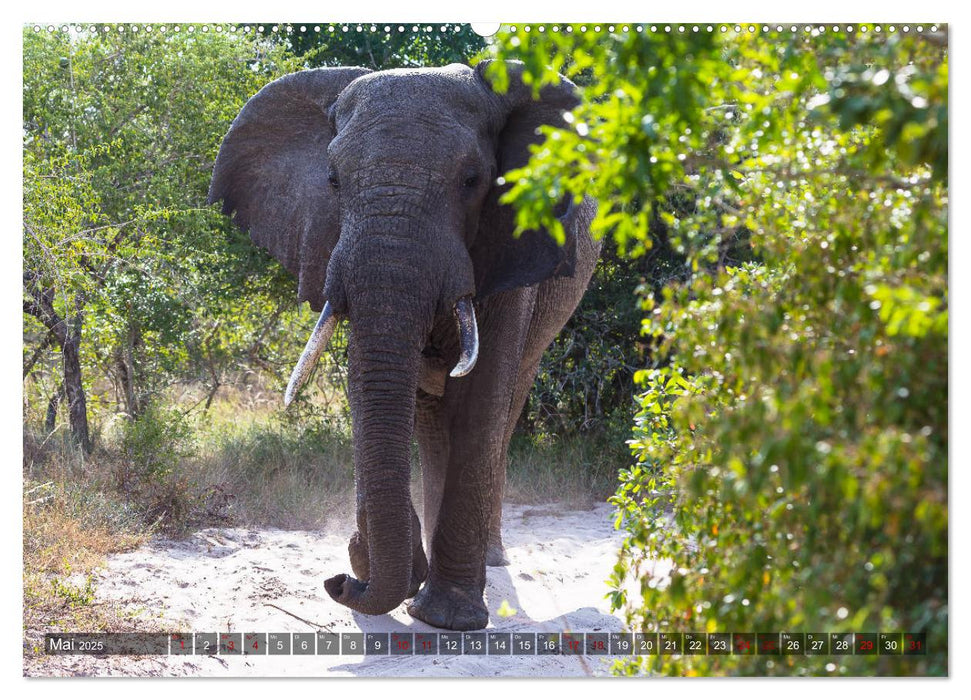 Tembe Elephant Park. Ein Paradies - nicht nur für Elefanten (CALVENDO Wandkalender 2025)