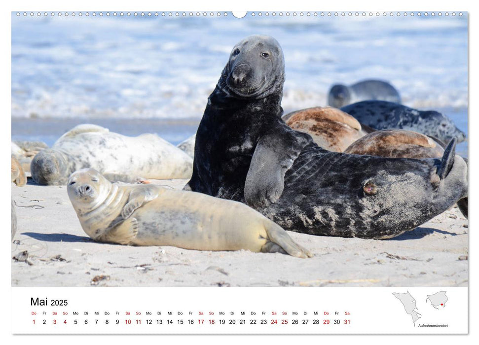 Mitreisekalender 2025 Helgoland (CALVENDO Premium Wandkalender 2025)