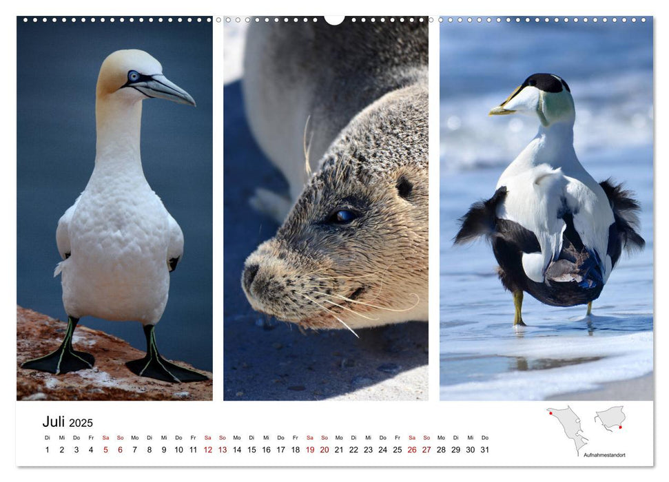 Mitreisekalender 2025 Helgoland (CALVENDO Premium Wandkalender 2025)