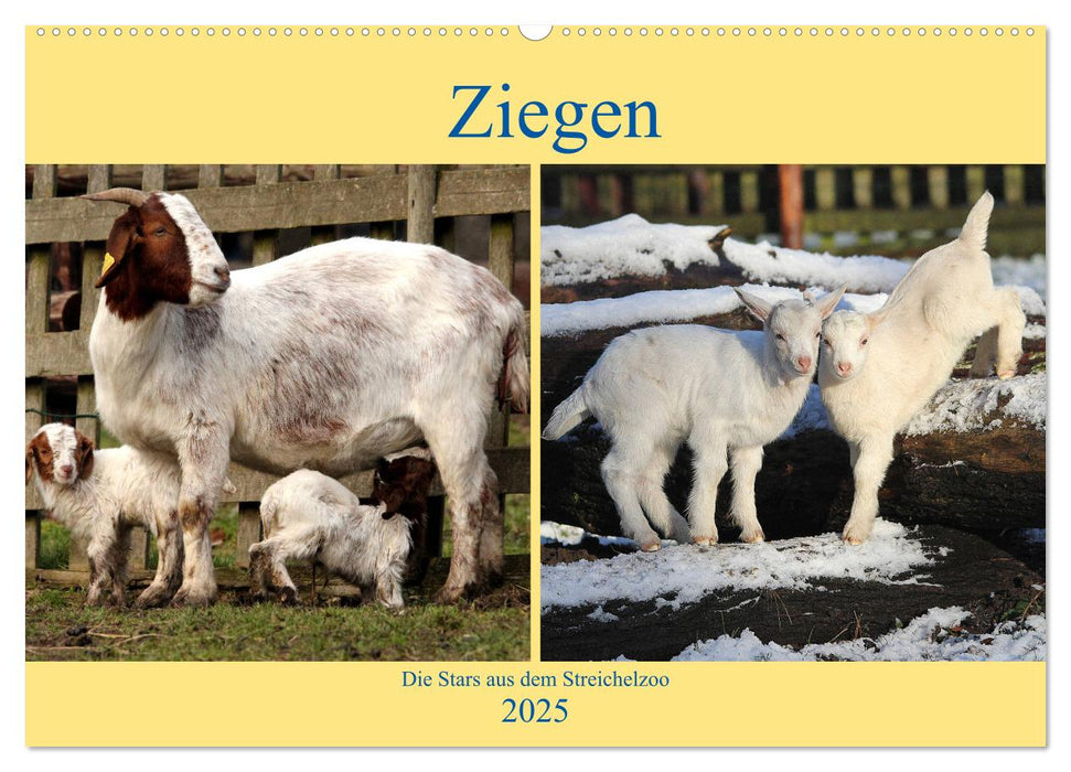 Ziegen - Die Stars aus dem Streichelzoo (CALVENDO Wandkalender 2025)
