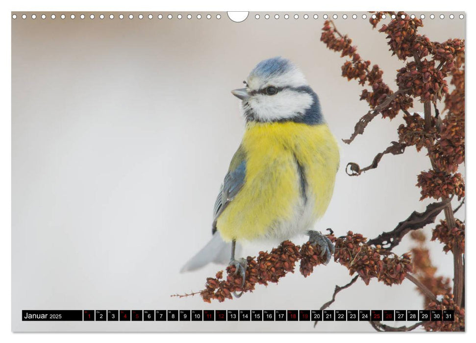 Vögel aus dem Garten (CALVENDO Wandkalender 2025)