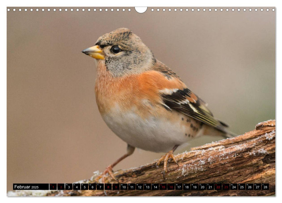 Vögel aus dem Garten (CALVENDO Wandkalender 2025)