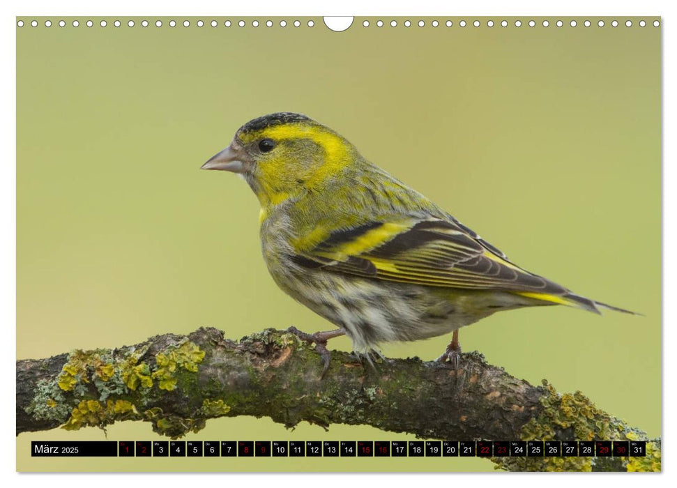 Vögel aus dem Garten (CALVENDO Wandkalender 2025)