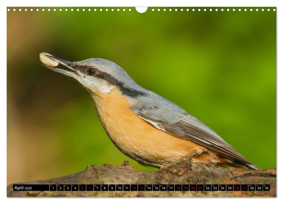 Vögel aus dem Garten (CALVENDO Wandkalender 2025)