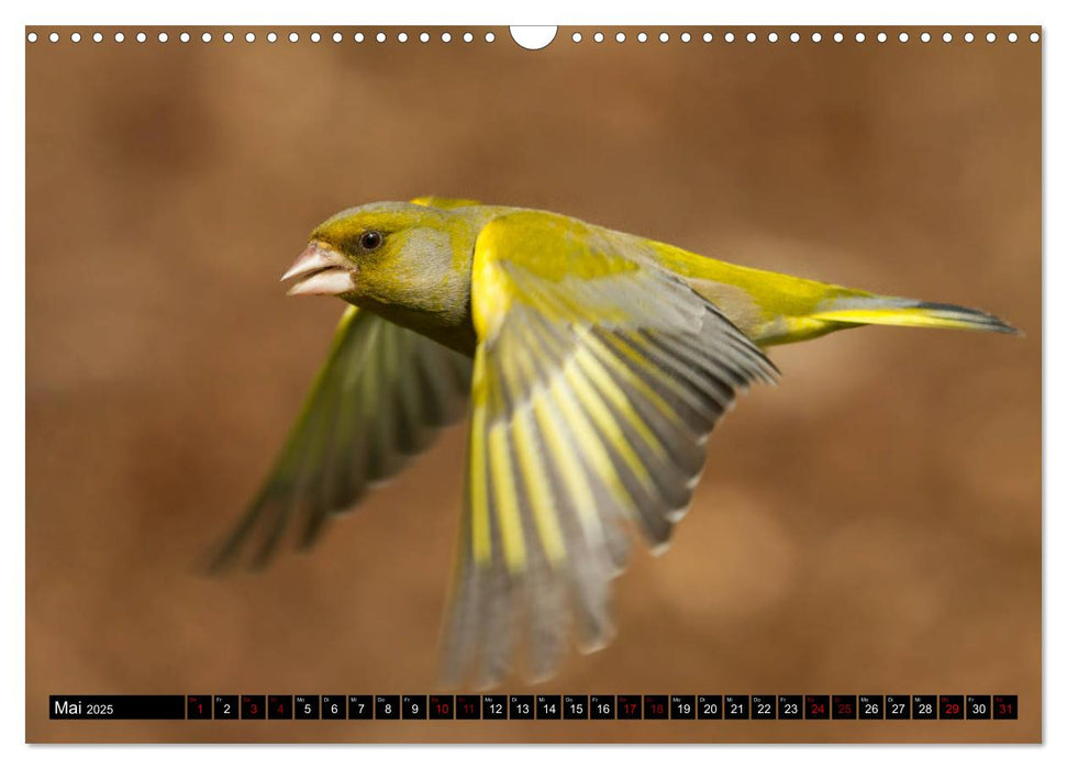 Vögel aus dem Garten (CALVENDO Wandkalender 2025)