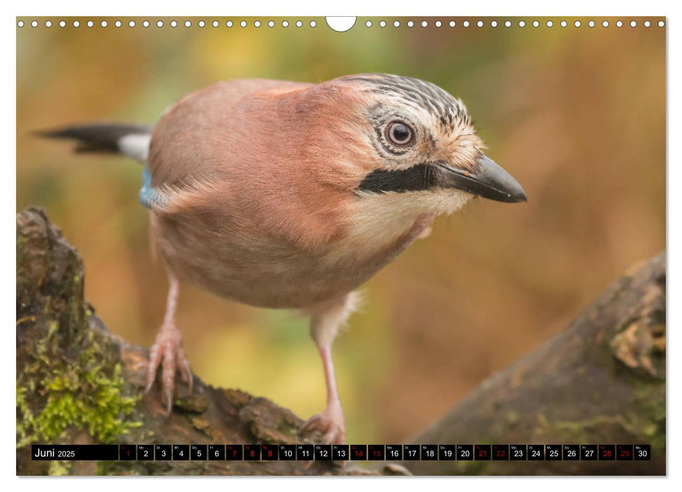 Vögel aus dem Garten (CALVENDO Wandkalender 2025)