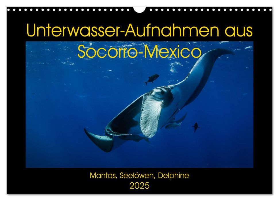 Unterwasser-Aufnahmen aus Socorro-Mexico (CALVENDO Wandkalender 2025)