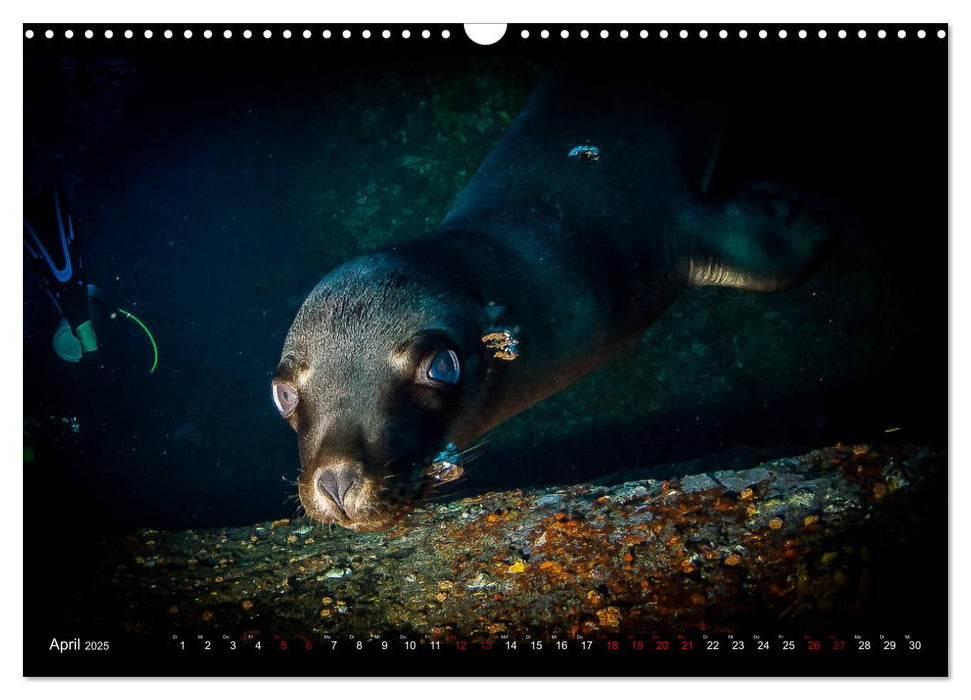 Unterwasser-Aufnahmen aus Socorro-Mexico (CALVENDO Wandkalender 2025)