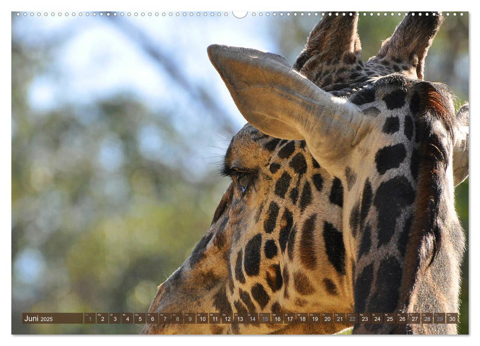 Wilde Tiere - Die schönsten Portraits (CALVENDO Premium Wandkalender 2025)