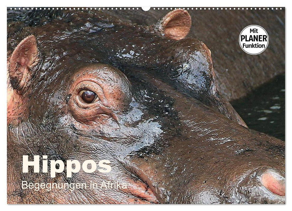 Hippos - Begegnungen in Afrika (CALVENDO Wandkalender 2025)