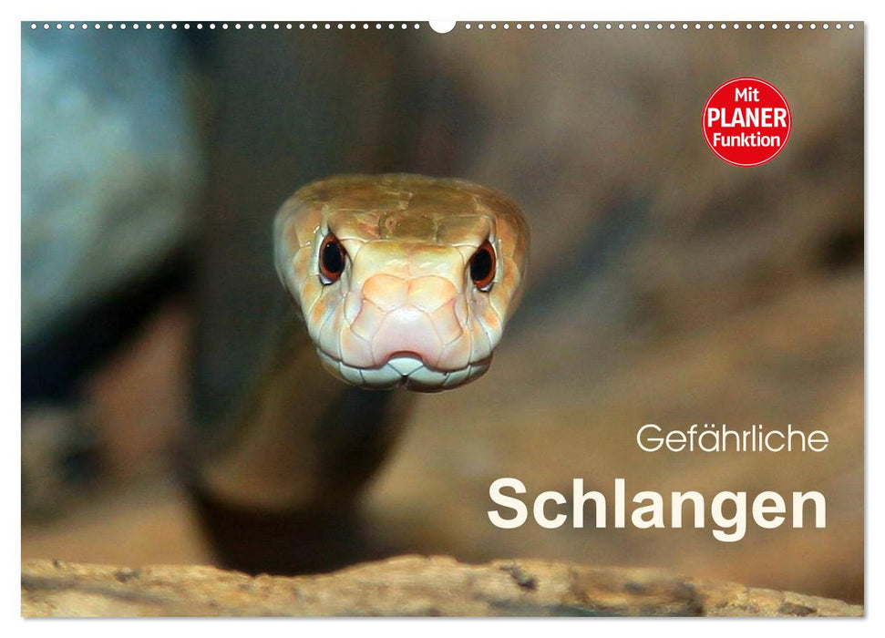 Gefährliche Schlangen (CALVENDO Wandkalender 2025)