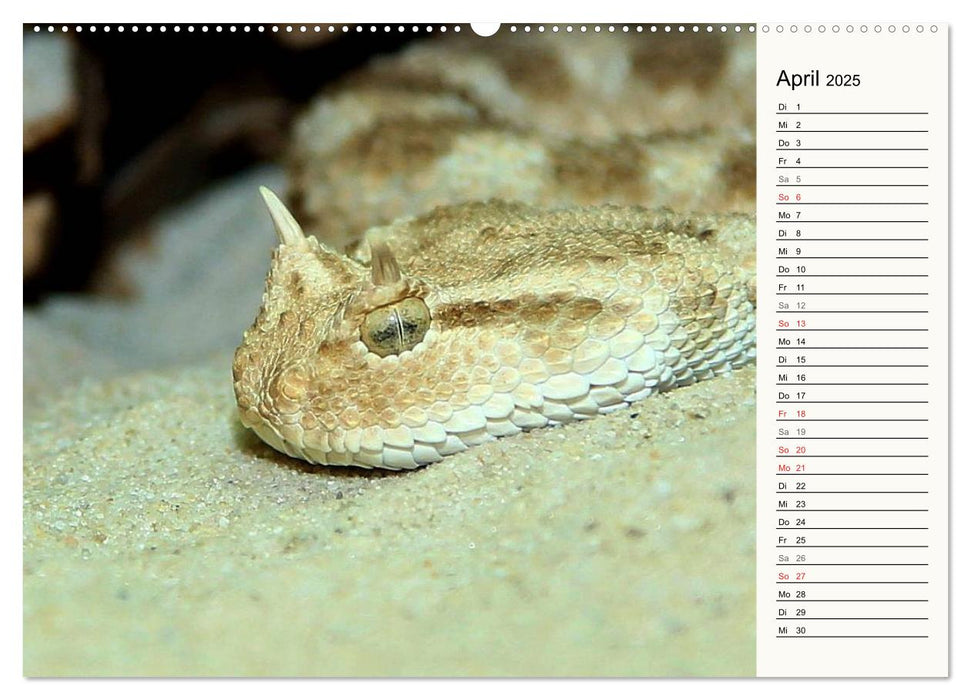 Gefährliche Schlangen (CALVENDO Wandkalender 2025)