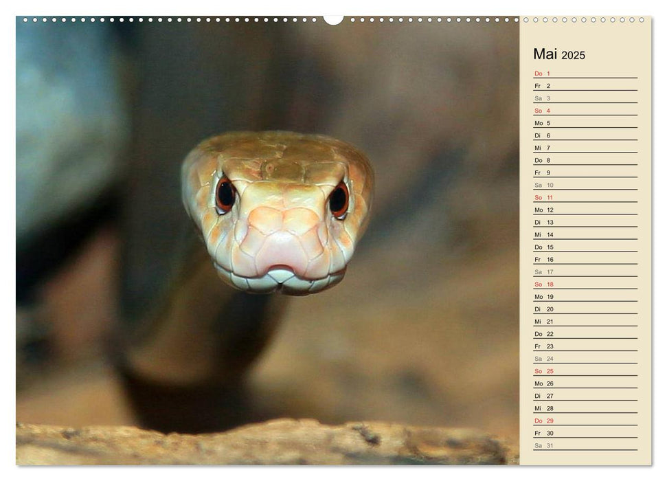 Gefährliche Schlangen (CALVENDO Wandkalender 2025)