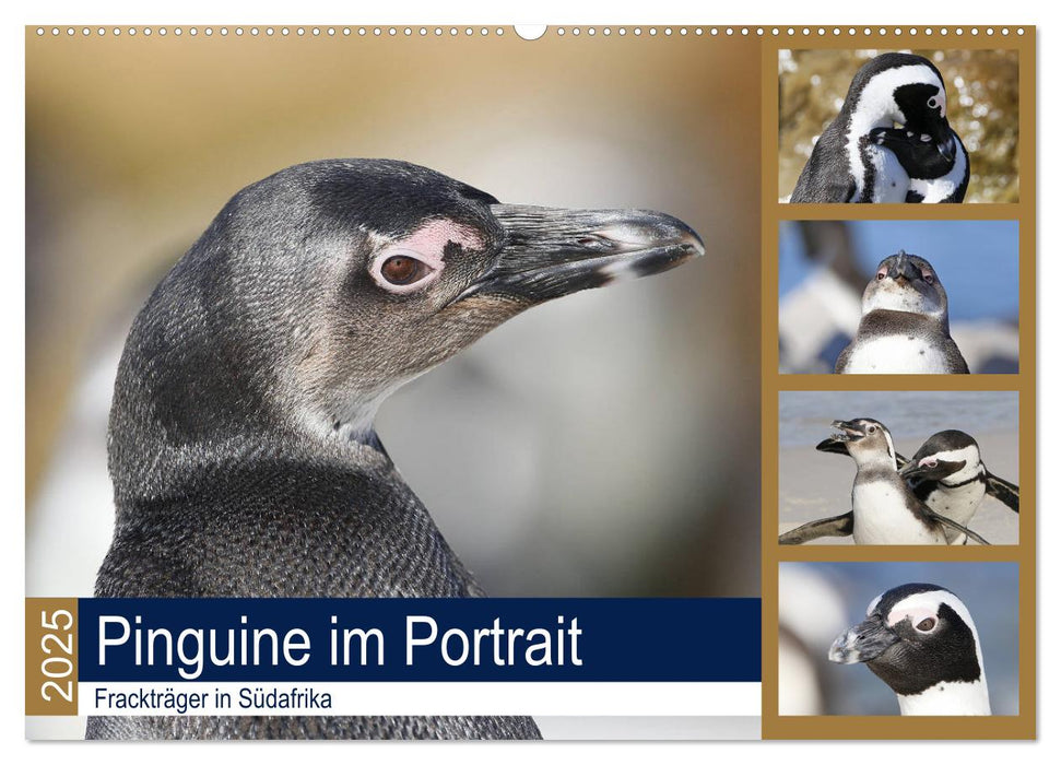 Pinguine im Portrait - Frackträger in Südafrika (CALVENDO Wandkalender 2025)