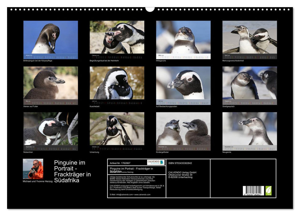 Pinguine im Portrait - Frackträger in Südafrika (CALVENDO Wandkalender 2025)