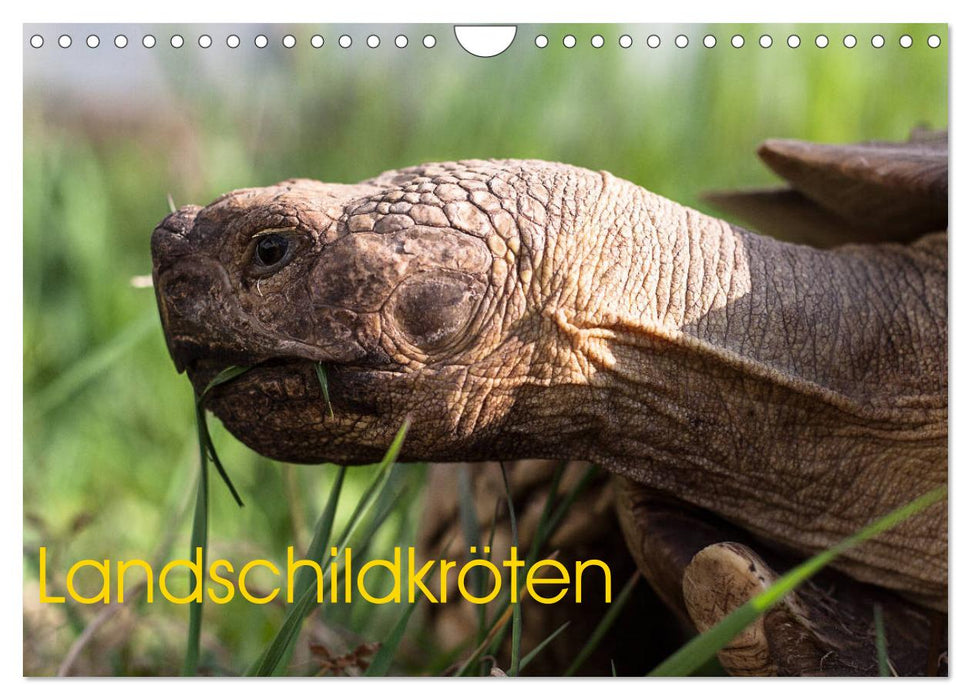 Landschildkröten (CALVENDO Wandkalender 2025)