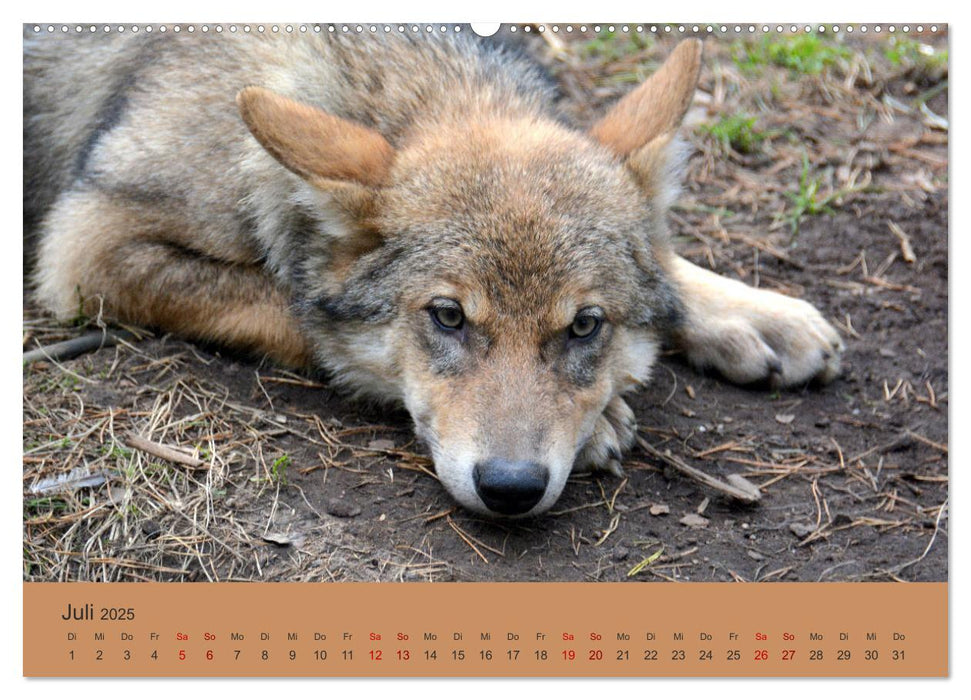 Begegnungen DER WOLF (CALVENDO Premium Wandkalender 2025)