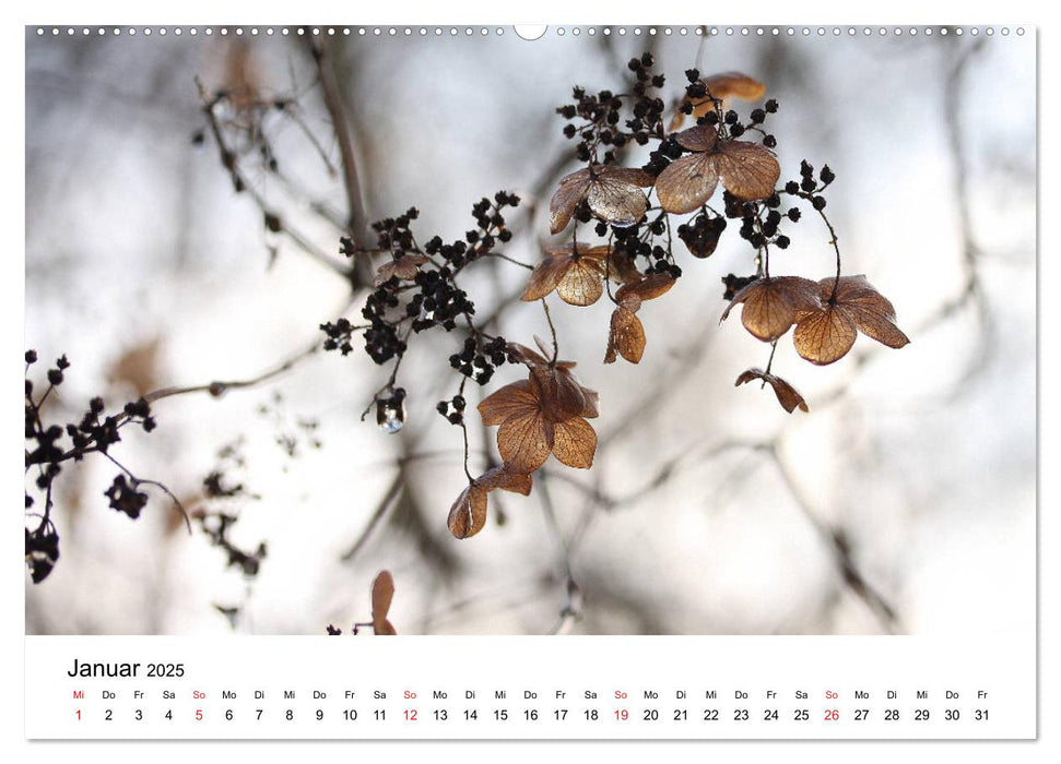 Hortensien Blühen und Vergehen (CALVENDO Premium Wandkalender 2025)