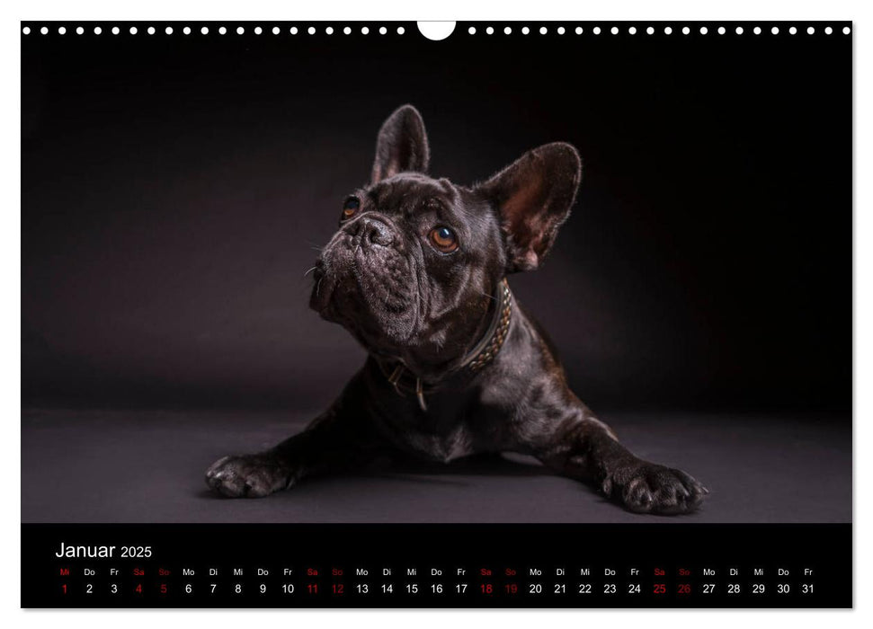 French Bulldog (CALVENDO Wandkalender 2025)