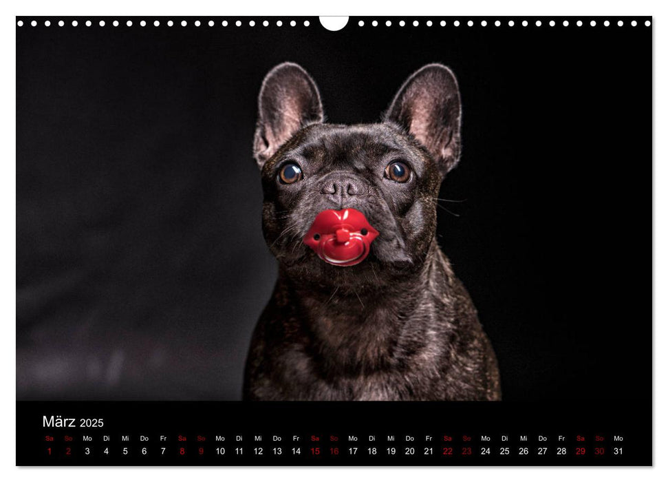 French Bulldog (CALVENDO Wandkalender 2025)