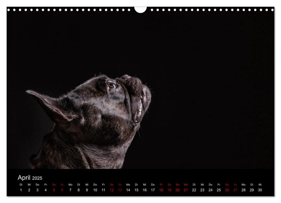 French Bulldog (CALVENDO Wandkalender 2025)