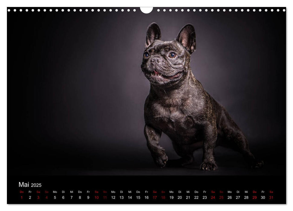 French Bulldog (CALVENDO Wandkalender 2025)