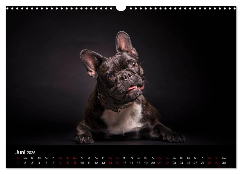 French Bulldog (CALVENDO Wandkalender 2025)