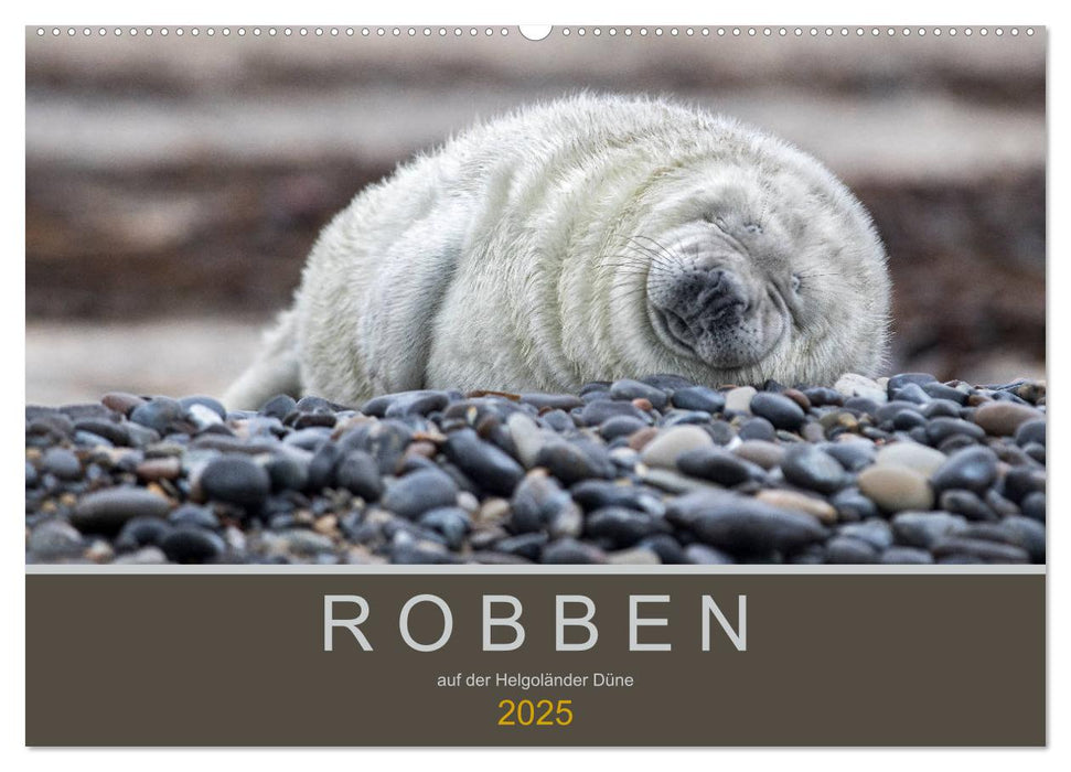 Robben auf der Helgoländer Düne (CALVENDO Wandkalender 2025)