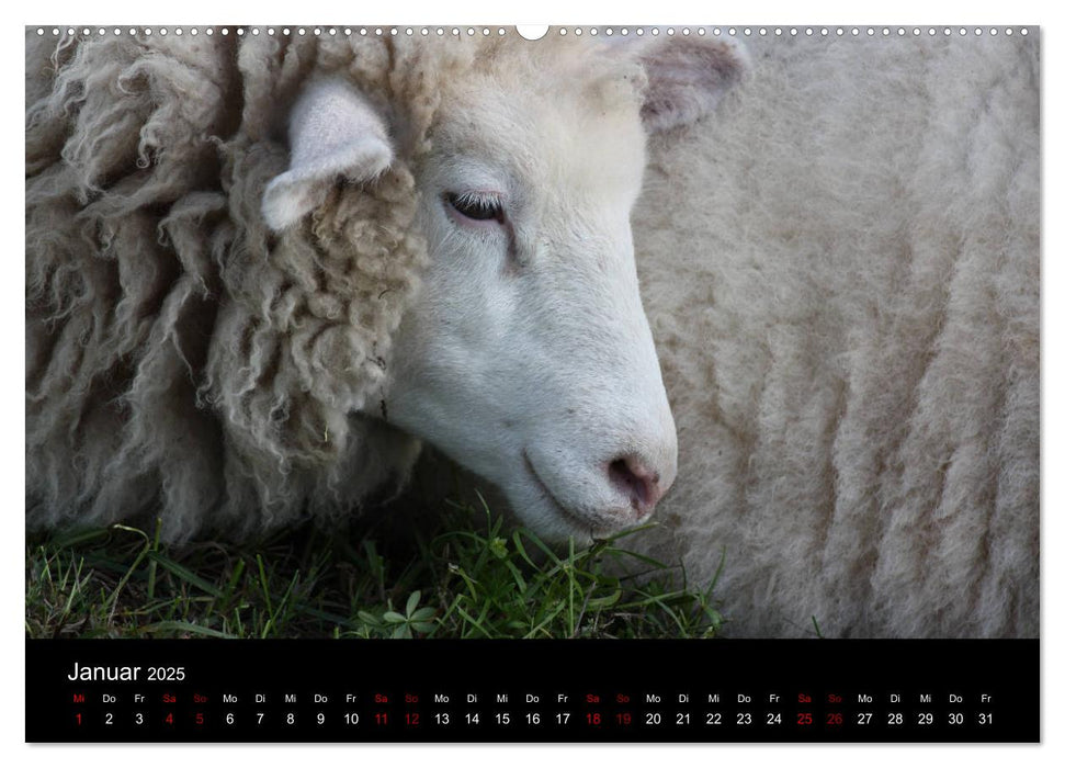 Eulhof (CALVENDO Premium Wandkalender 2025)