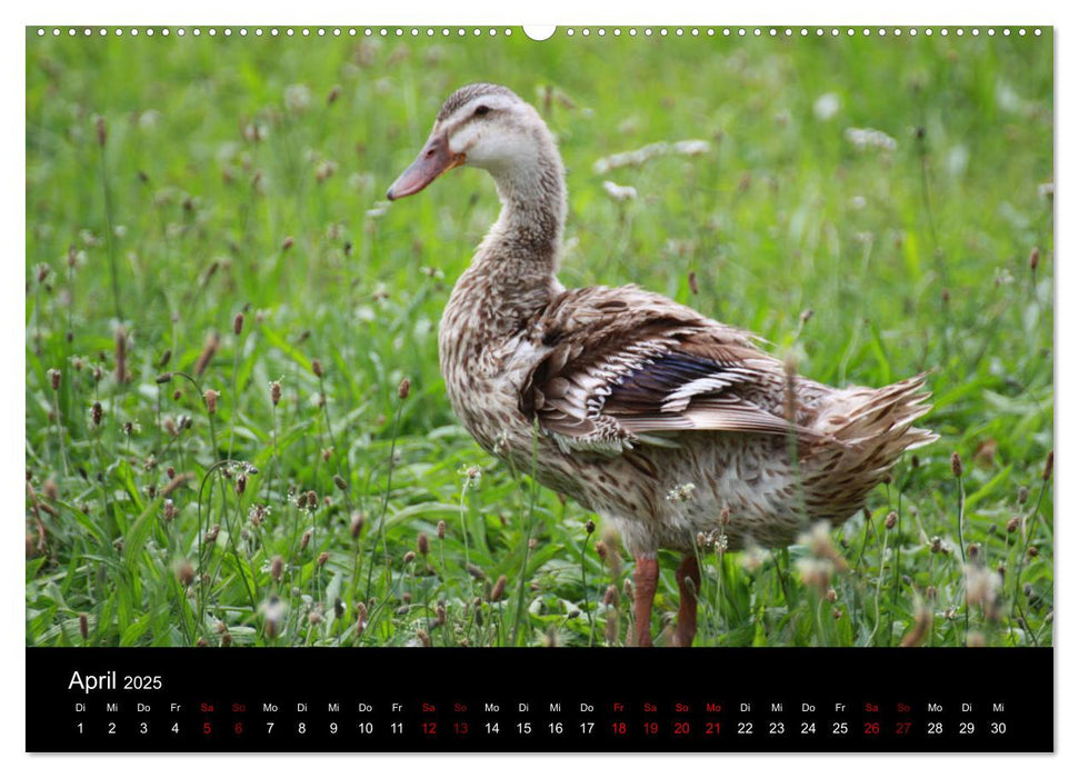 Eulhof (CALVENDO Premium Wandkalender 2025)