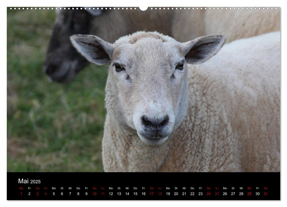 Eulhof (CALVENDO Premium Wandkalender 2025)