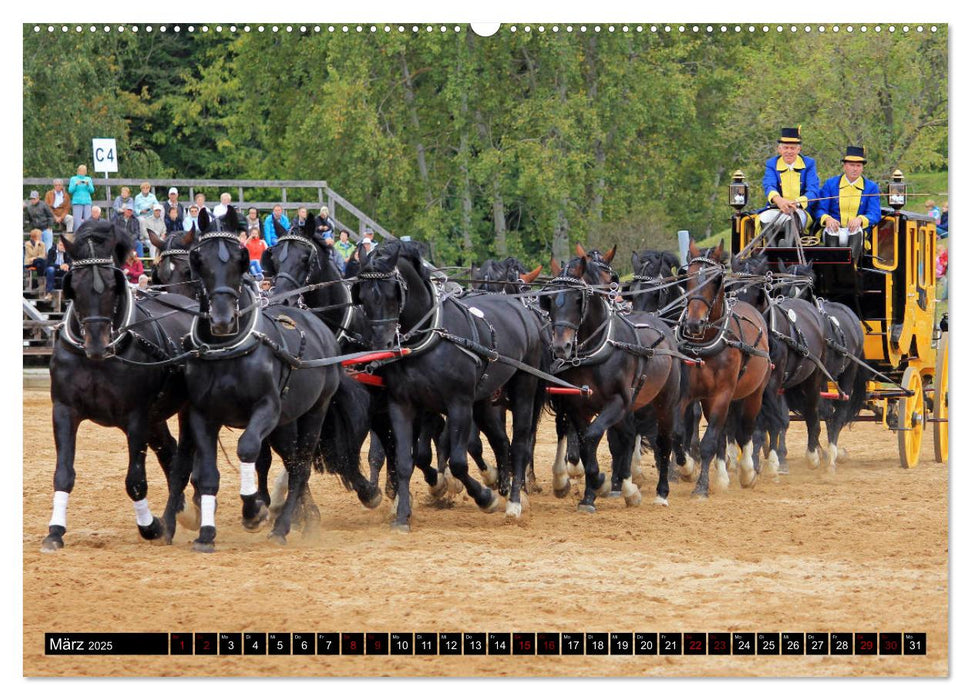 Schwere Warmblüter 2025 (CALVENDO Premium Wandkalender 2025)