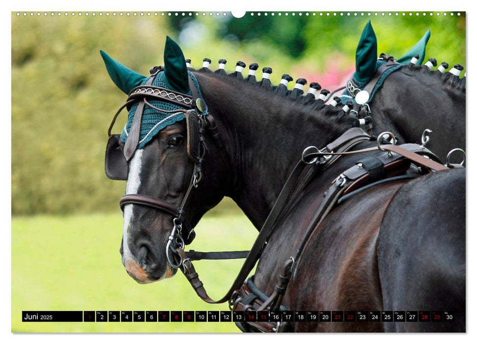 Schwere Warmblüter 2025 (CALVENDO Premium Wandkalender 2025)