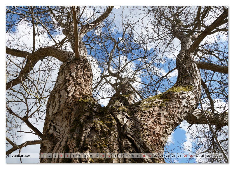 Der Hainich in Thüringen - Weltnaturerbe (CALVENDO Wandkalender 2025)